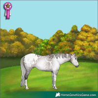 Horse Color:Gray Silver Grullo Tobiano Appaloosa 