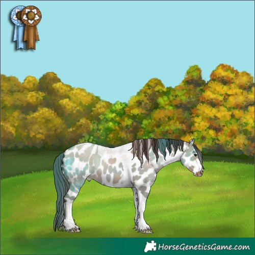 Horse Color:Classic Champagne Dun Tobiano Appaloosa 