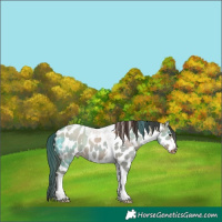 Horse Color:Classic Champagne Dun Tobiano Appaloosa 