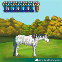 Horse Color:Classic Champagne Dun Tobiano Leopard