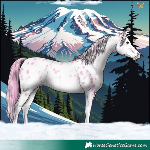 Horse Color:Watercolor White Spotted Buckskin Near Leopard 