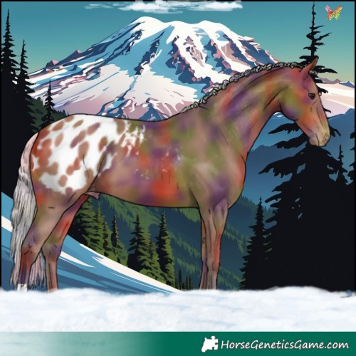 Horse Color:Nacre Silver Bay Appaloosa 