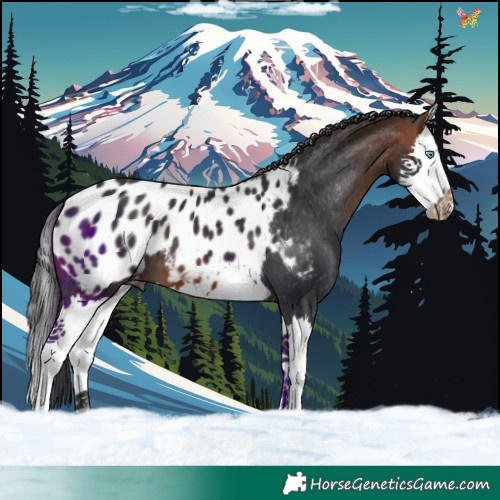 Horse Color:Bay Splash Appaloosa 
