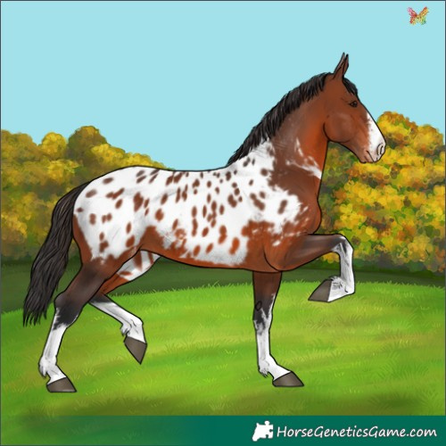 Horse Color:White Spotted Brown Appaloosa 