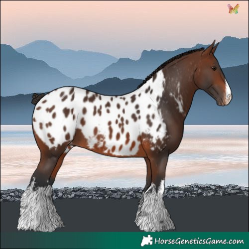 Horse Color:White Spotted Brown Blanket 