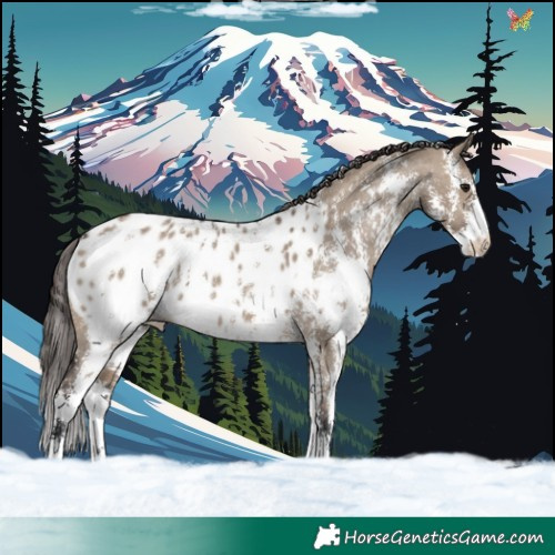 Horse Color:Brown Dun Sabino Appaloosa 