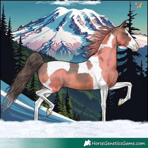 Horse Color:Bay Splash Tobiano Appaloosa 