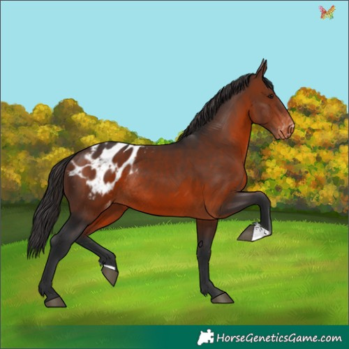 Horse Color:Brown Appaloosa Rabicano
