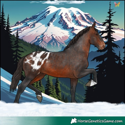 Horse Color:Brown Appaloosa Rabicano 