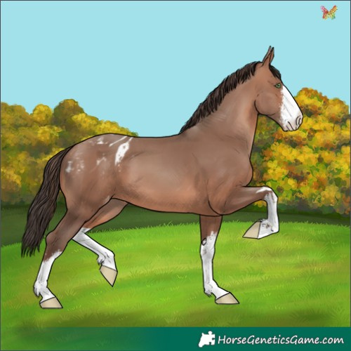 Horse Color:White Spotted Sable Champagne Appaloosa