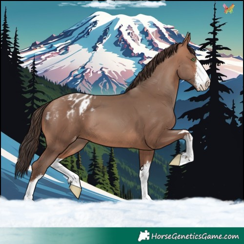 Horse Color:White Spotted Sable Champagne Appaloosa 