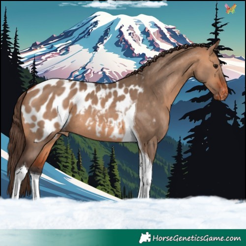 Horse Color:Bay Dun Tobiano Appaloosa 