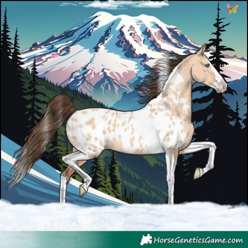 Horse Color:Bay Dun Splash Tobiano Near Leopard Rabicano 