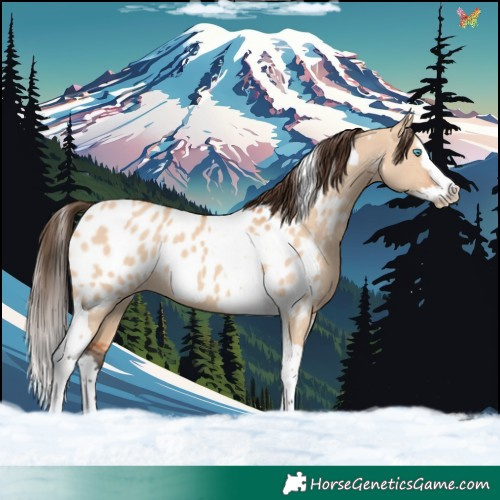 Horse Color:Bay Dun Splash Tobiano Appaloosa Rabicano 