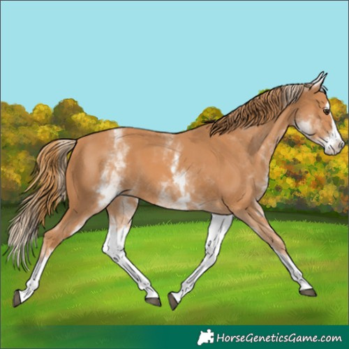 Horse Color:White Spotted Chestnut Splash 