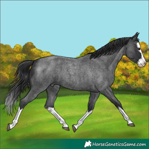 Horse Color:Blue Roan Splash 