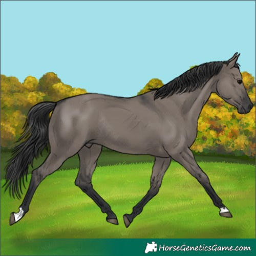 Horse Color:Grullo Rabicano 