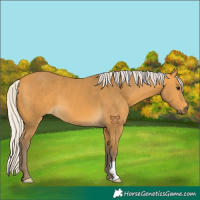 Horse Color:Silver Buckskin