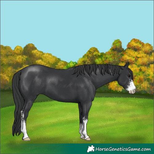 Horse Color:Black Mushroom Sabino 