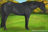 Horse Color:Black 