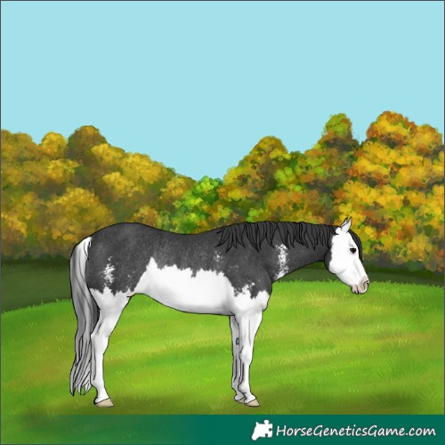 Horse Color:Black Mushroom Sabino Splash Rabicano 