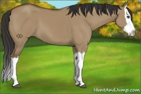 Horse Color:Buckskin Dun Splash 