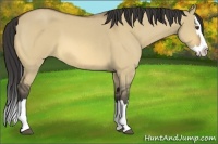 Horse Color:Buckskin Roan Dun Splash