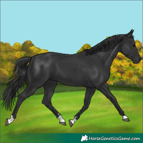 Horse Color:Black 