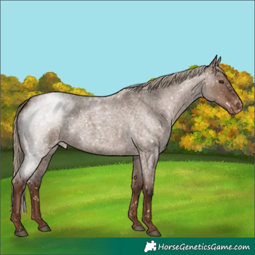 Horse Color:White Spotted Liver Red Dun Roan Snowflake Varnish Rabicano