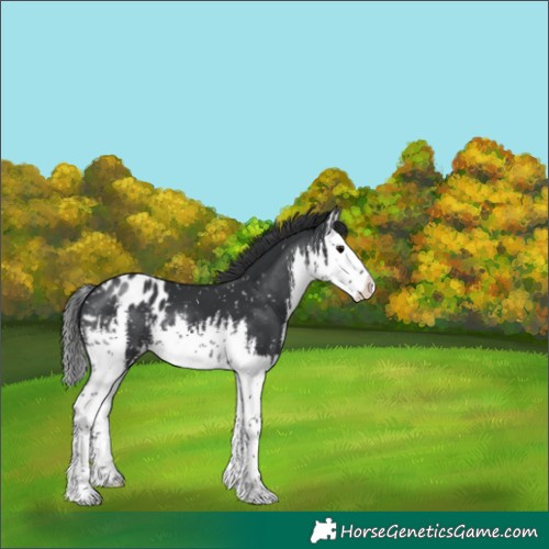 Horse Color:White Spotted Black Mushroom Splash Blanket