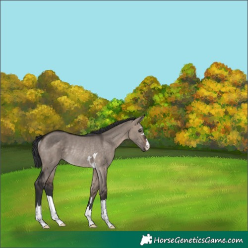 Horse Color:Brown Dun Mushroom Rabicano