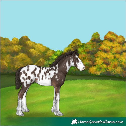 Horse Color:White Spotted Liver Chestnut Appaloosa 