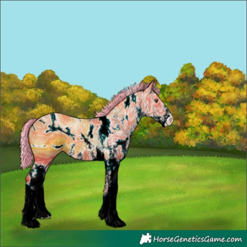 Horse Color:ERROR: UNKNOWN ANOMALY