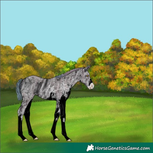 Horse Color:ERROR: UNKNOWN ANOMALY
