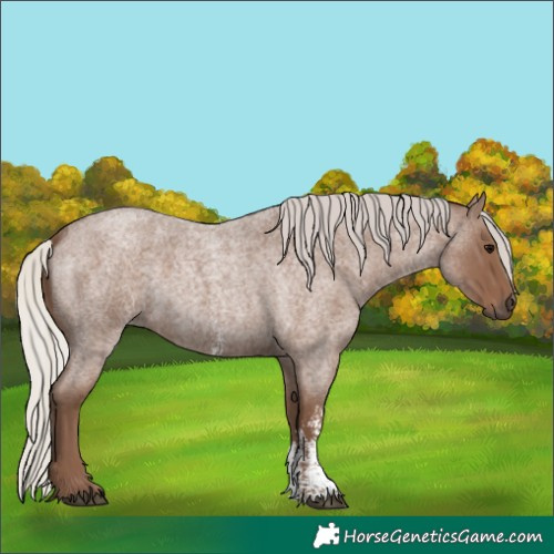 Horse Color:Silver Blue Roan Sabino