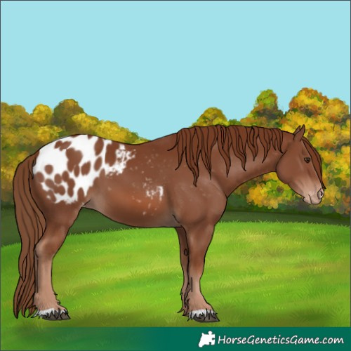 Horse Color:Chestnut Blanket 
