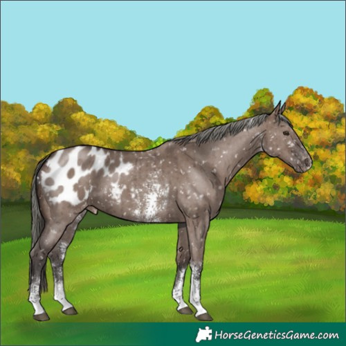 Horse Color:Liver Red Dun Mushroom Sabino Blanket Brindle 