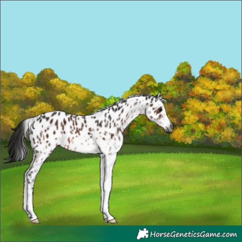 Horse Color:Gray White Spotted Bay Appaloosa