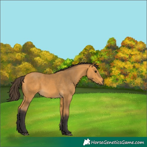 Horse Color:Buckskin