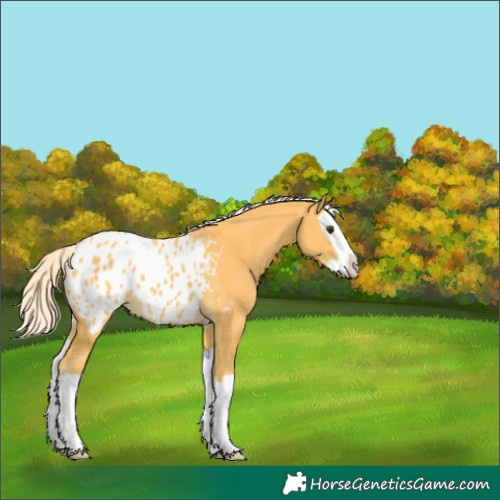 Horse Color:Palomino Splash Appaloosa