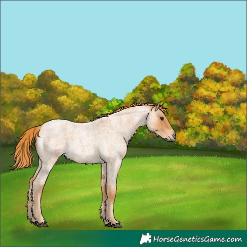 Horse Color:Red Roan