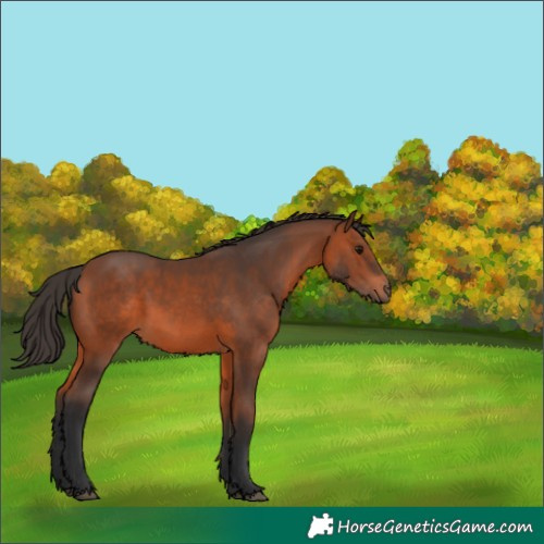 Horse Color:Bay 