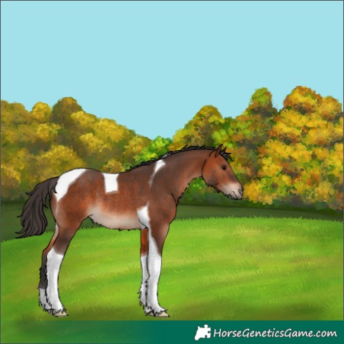 Horse Color:Bay Tobiano Rabicano 