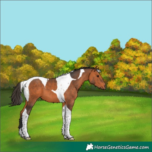 Horse Color:Bay Tobiano 