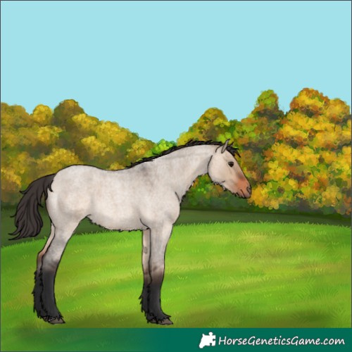 Horse Color:Brown Roan Dun