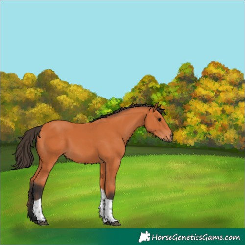 Horse Color:Bay Tobiano 