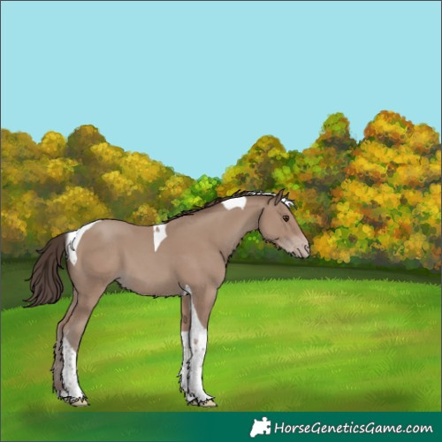 Horse Color:Classic Champagne Tobiano