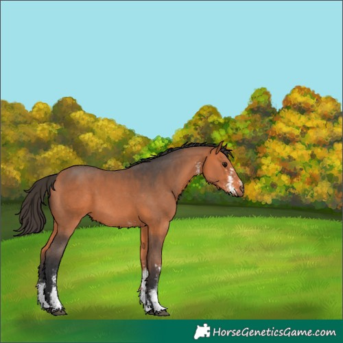 Horse Color:Bay Sabino 