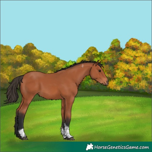 Horse Color:Bay Tobiano