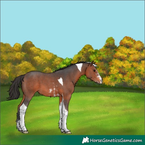 Horse Color:Brown Sabino Tobiano 